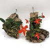 sophronitis riograndensis (2)